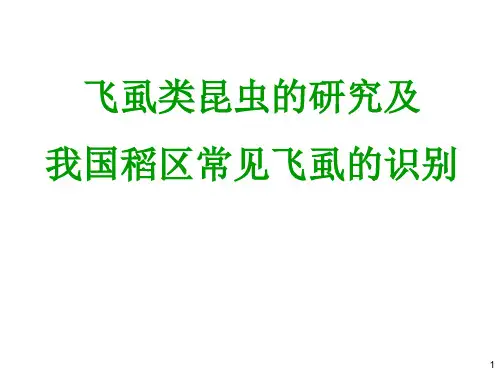 飞虱类昆虫的研究及我国稻区常见飞虱的识别