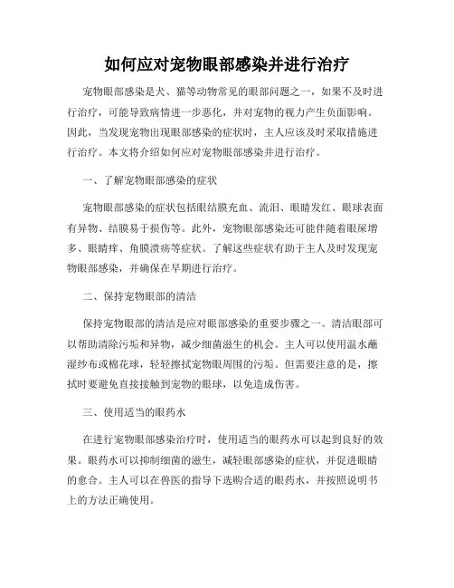 如何应对宠物眼部感染并进行治疗