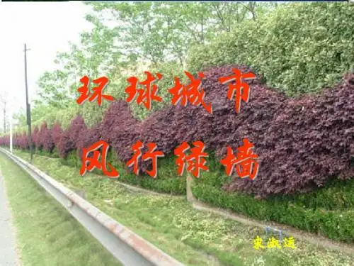 绿墙