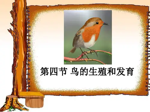 第四节 鸟的生殖和发育PPT