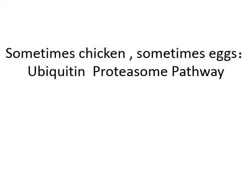 Ubiquitin  Proteasome Pathway 泛素途径