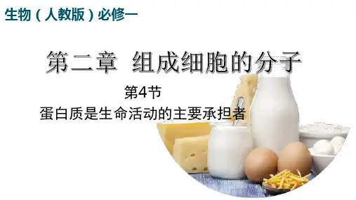 2.4 蛋白质是生命活动的主要承担者(共31张PPT2个视频)-高一上学期生物人教版必修一