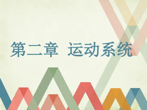 运动系统ppt课件
