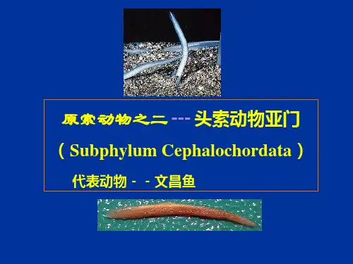 14-原索动物-头索