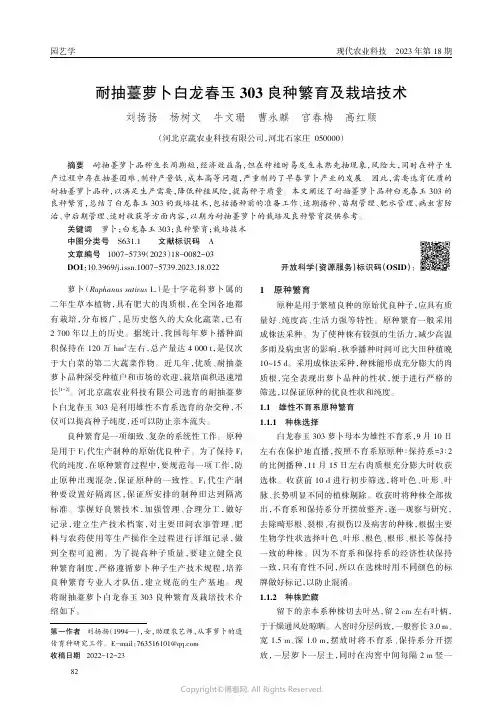 耐抽薹萝卜白龙春玉303良种繁育及栽培技术