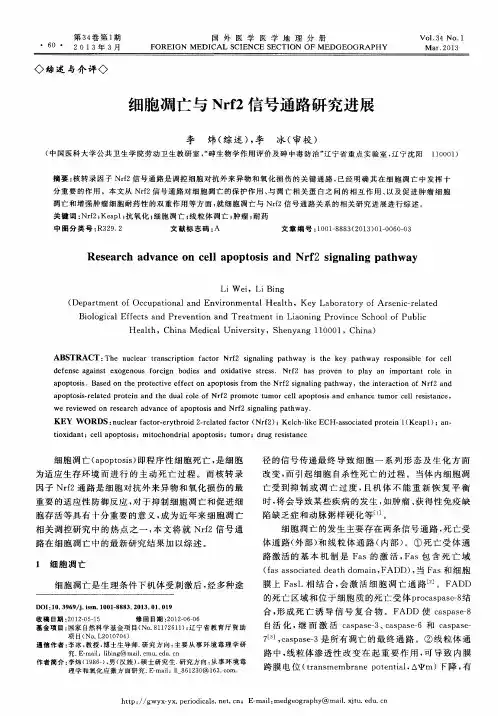 细胞凋亡与Nrf2信号通路研究进展