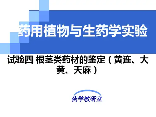 实验四 根茎类药材的鉴定黄连、大黄、天麻