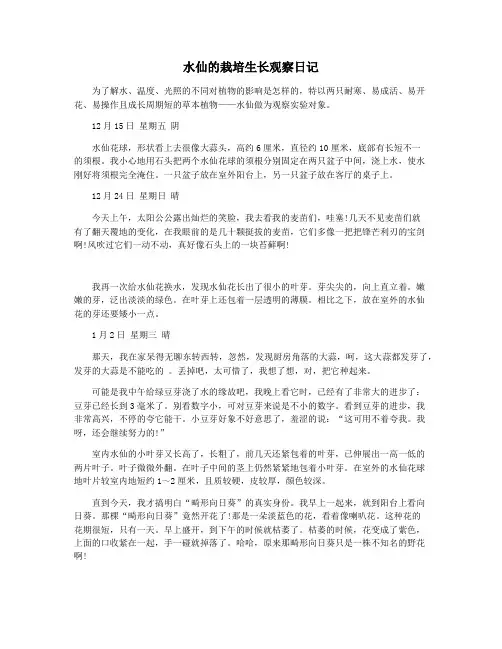水仙的栽培生长观察日记
