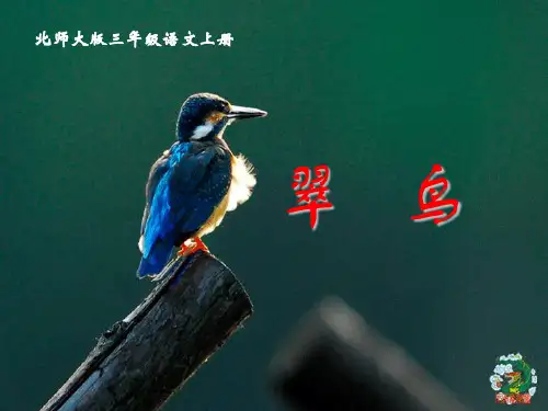 最新北师大版小学三年级语文上册第13课  翠鸟精品课件