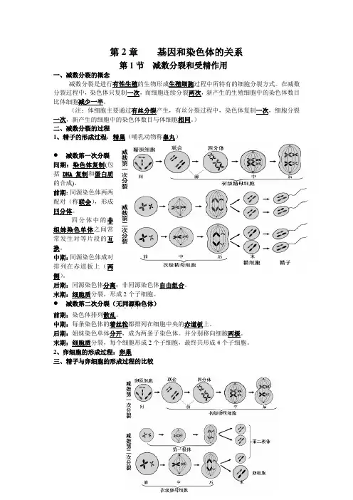 必修2 生物 第2章    基因和染色体的关系 复习 提纲 知识要点总结