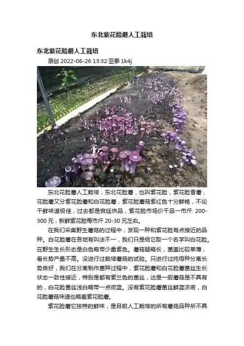东北紫花脸蘑人工栽培