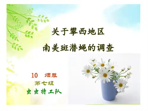 南美斑潜蝇