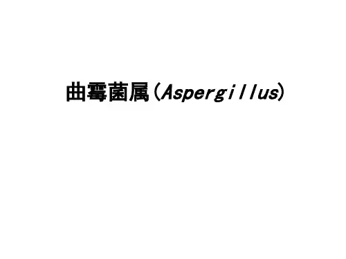 曲霉菌和二相性真菌
