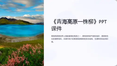《青海高原一株柳》课件