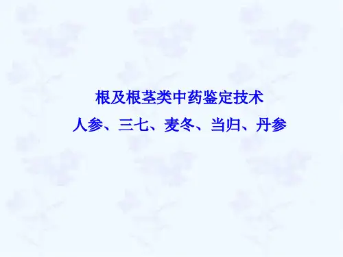 根及根茎类药材鉴定(人参、三七、麦冬、当归、丹参)