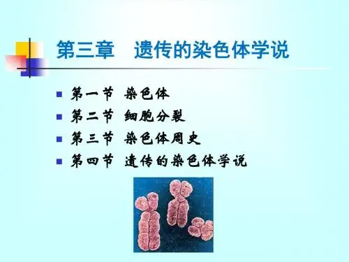 第三章 遗传的染色体学说