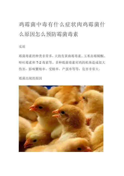 鸡霉菌中毒有什么症状肉鸡霉菌什么原因怎么预防霉菌毒素