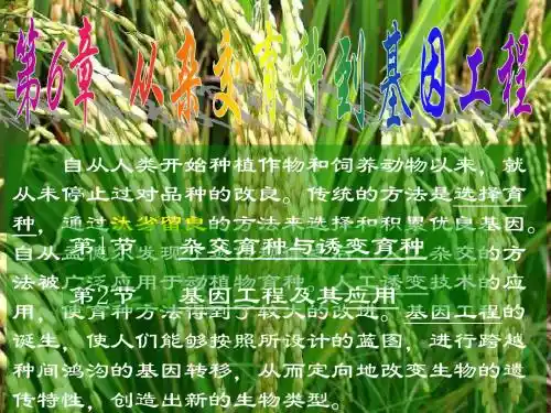 必修2 第6章 从杂交育种到基因工程 全章课件  人教版