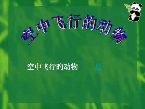 空中飞行的动物PPT
