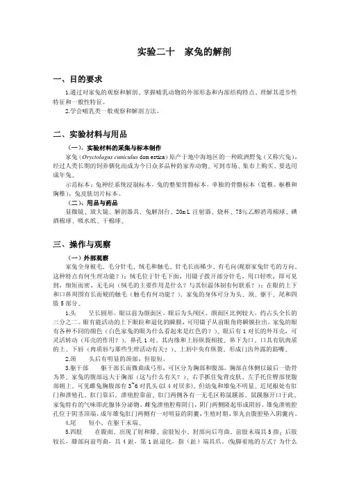 兔解剖