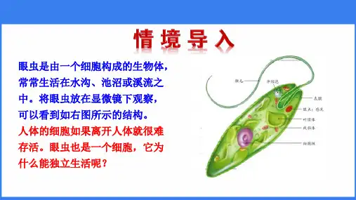 单细胞生物ppt课件