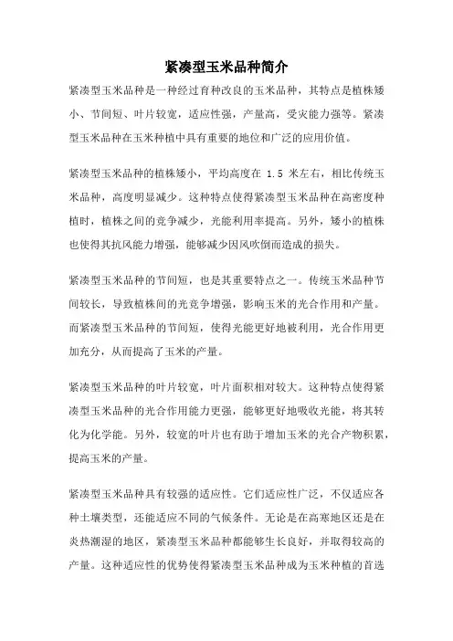 紧凑型玉米品种简介