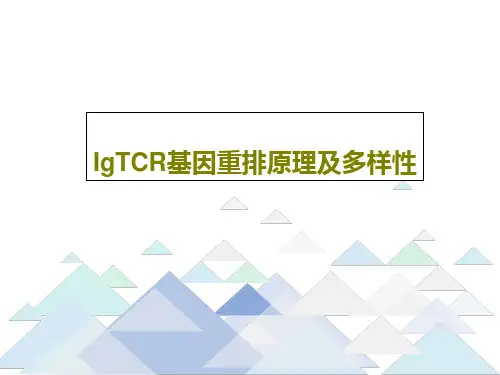 IgTCR基因重排原理及多样性28页PPT