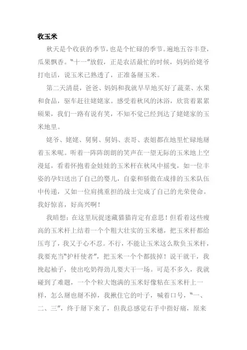 关于收玉米作文