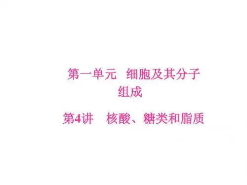 2019届高三生物一轮复习课件第一单元第4讲核酸、糖类和脂质