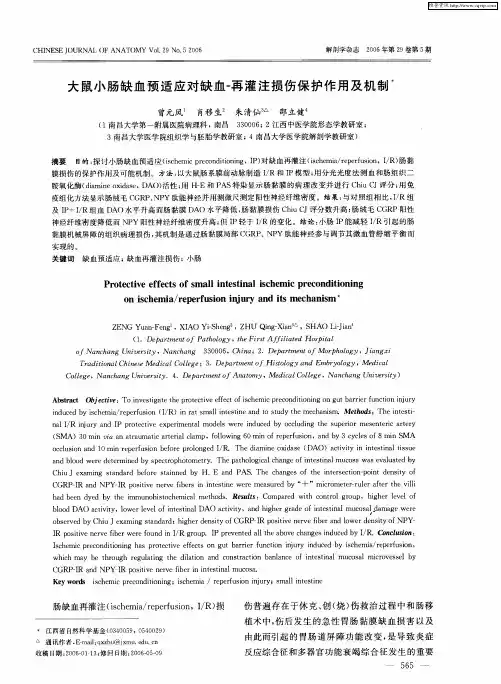 大鼠小肠缺血预适应对缺血-再灌注损伤保护作用及机制
