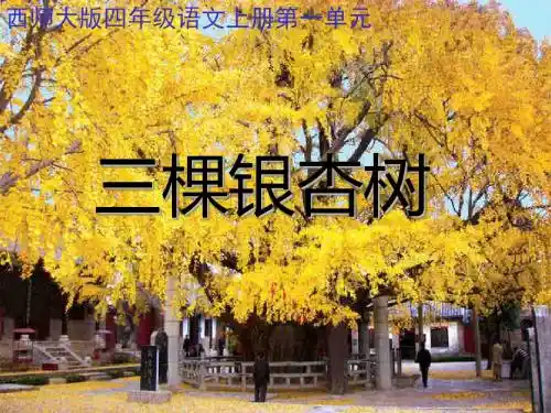 四年级语文上册第一单元三棵银杏树PPT课件3西师大版