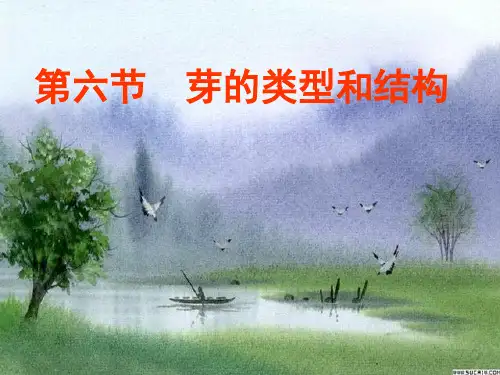 鲁教版芽的类型和结构PPT教学课件