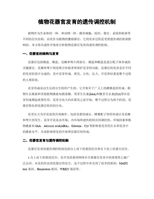 植物花器官发育的遗传调控机制