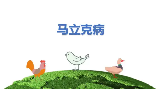 马立克病课件(共15张PPT)《动物疫病防治》