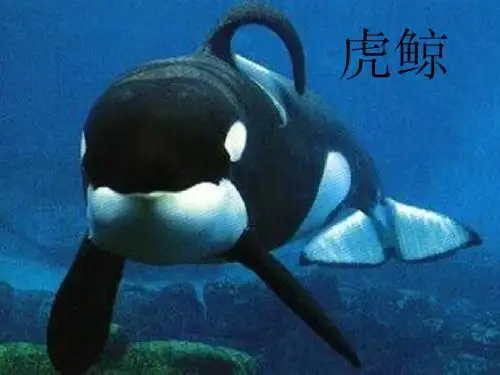 虎鲸