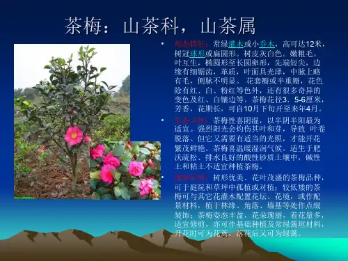 浙江常用常绿灌木