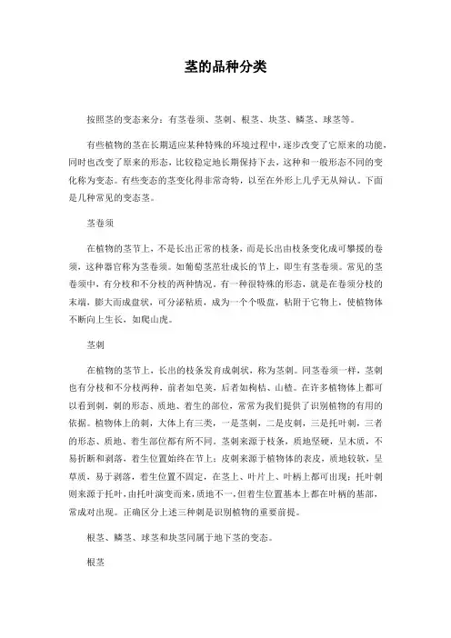 茎的品种分类