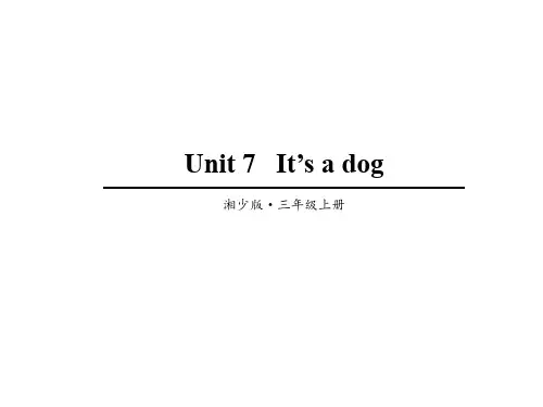 2020年湘少版三年级上册英语Unit 7   It’s a dog课件