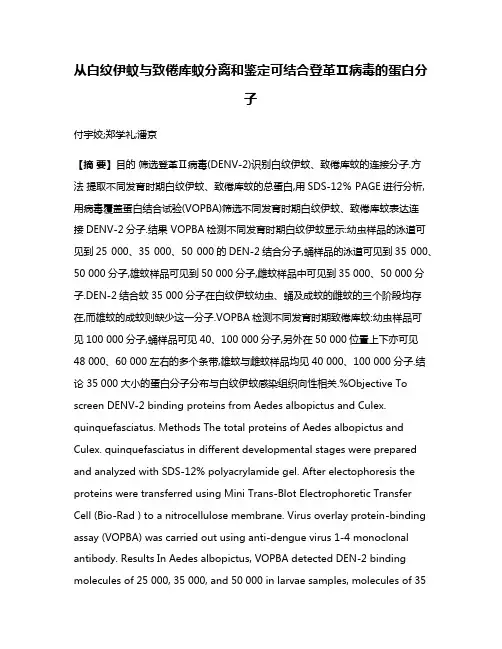 从白纹伊蚊与致倦库蚊分离和鉴定可结合登革Ⅱ病毒的蛋白分子