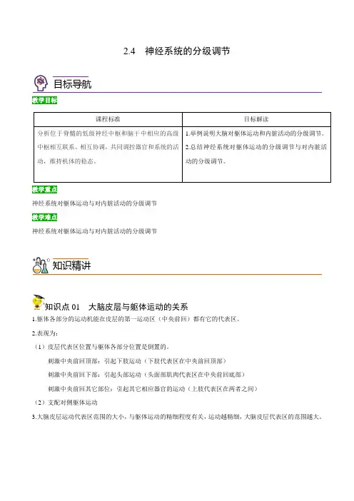 2.4 神经系统的分级调节(教师版)-高二生物同步精品讲义(人教版2019选择性必修1)