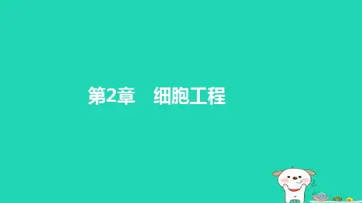 新教材高中生物第2章细胞工程第1节植物细胞工程1植物细胞工程的基本技术课件新人教版选择性必修3
