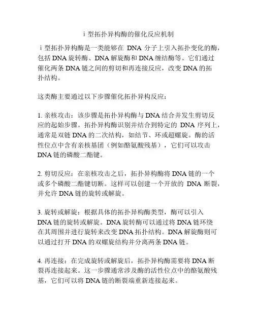 ⅰ型拓扑异构酶的催化反应机制