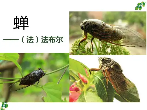 《蝉》ppt课件