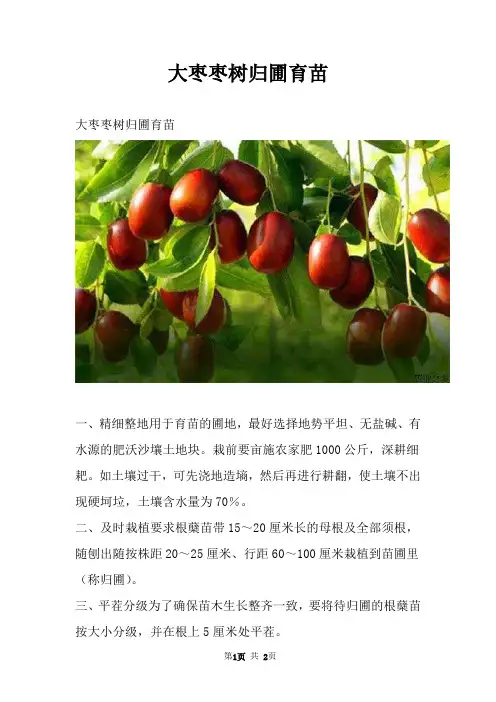 大枣枣树归圃育苗