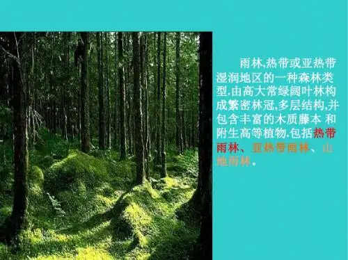 《雨林的毁灭——世界性灾难》ppt课件 共57页
