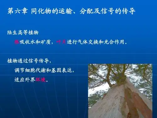 第六章 同化物的运输、分配及信号的传导