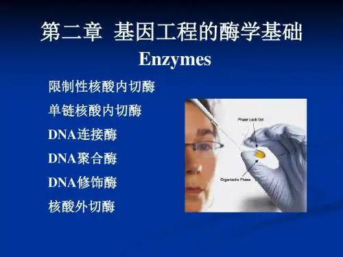 基因工程的酶学基础