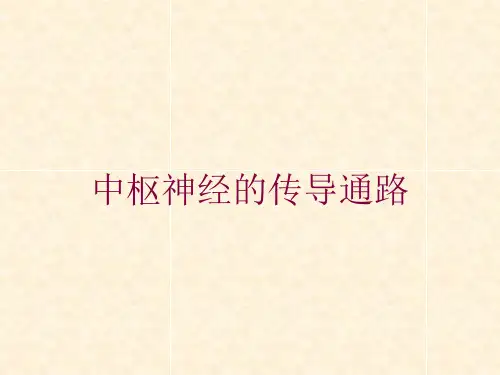 中枢神经的传导通路培训课件