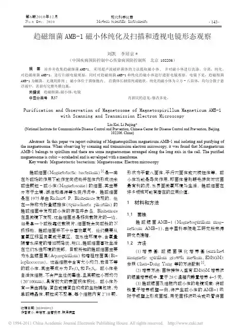 趋磁细菌AMB_1磁小体纯化及扫描和透视电镜形态观察