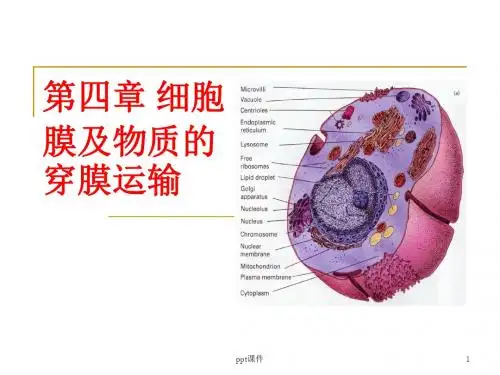 细胞膜与物质的穿膜运输  ppt课件